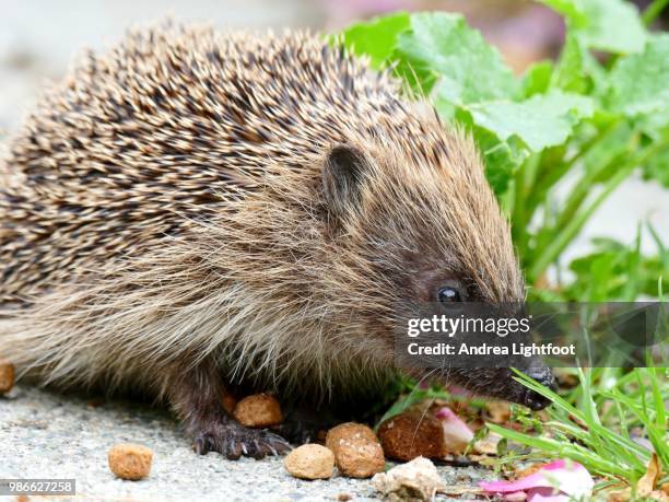 the hedgehog - nz - insectivora stock pictures, royalty-free photos & images