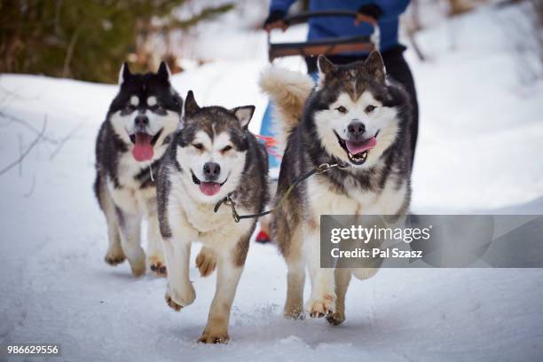 coming home! - siberian husky stock pictures, royalty-free photos & images