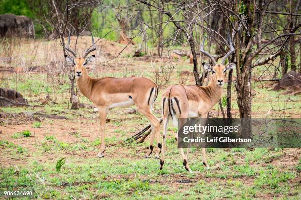 impalas in zimbabwe - impala stock pictures, royalty-free photos & images