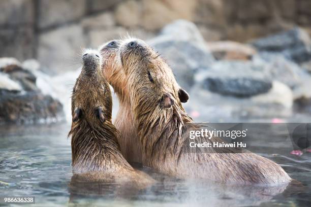 capybara in hot springs in izu shaboten park, japan. - capybara hot spring bildbanksfoton och bilder