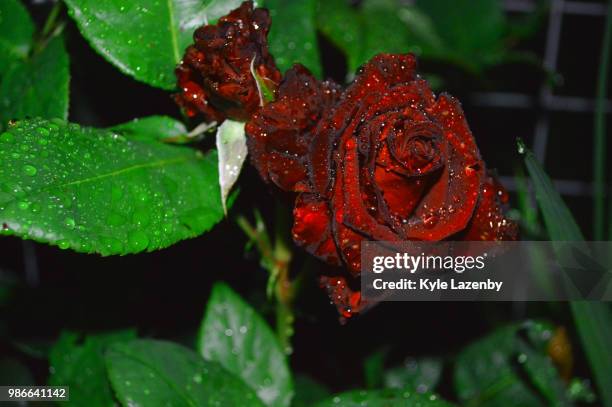 Deep Red Rpse Deep Red Rose Photos and Premium High Res Pictures - Getty Images