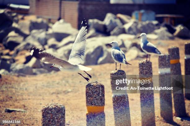 in flight - antoinette stock pictures, royalty-free photos & images