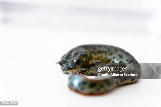 jimmy - herpetology stock pictures, royalty-free photos & images