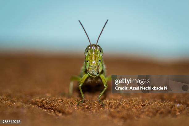 Bug Shot 133 Grasshopper Shot Stock Photos, High-Res Pictures, and Images ...