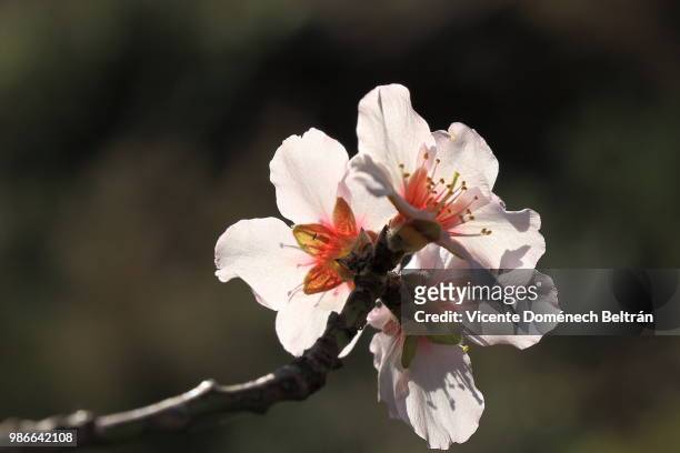 flor de almendro - almendro stock pictures, royalty-free photos & images