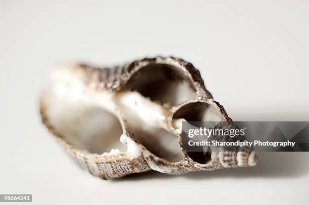 inside of conch shell - conch stock pictures, royalty-free photos & images