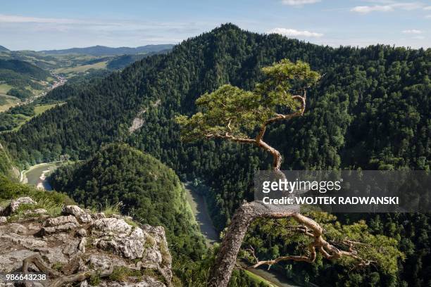 Polish river guides are seen from the local mountain peak propelling their rafts with tourists during raft rides on the Dunajec River through the...