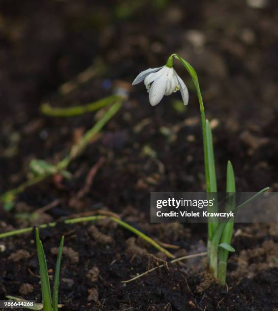 First Sign Os Spring 1,703 First Signs Of Spring Stock Photos, High-Res Pictures, and Images ...
