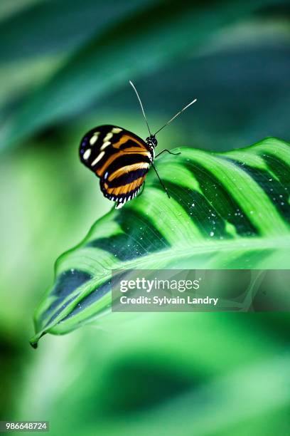 insecte papillon - papillon stock pictures, royalty-free photos & images
