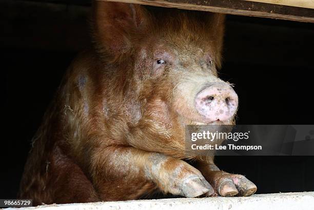 ginger pig  - ashford kent stock pictures, royalty-free photos & images