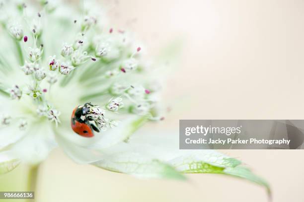 close-up image of a 7-spot ladybird on a white astrantia major, summer flower commonly known as masterwort or hattie's pincushion - iver stock pictures, royalty-free photos & images