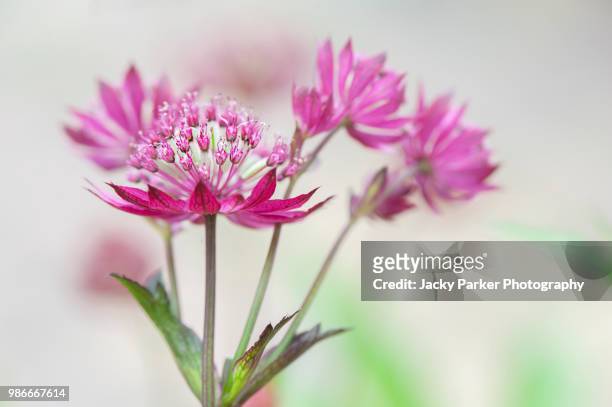 close-up image of summer flowering, dark pink astrantia flowers also known as masterwort or hattie's pincushion - iver stock pictures, royalty-free photos & images
