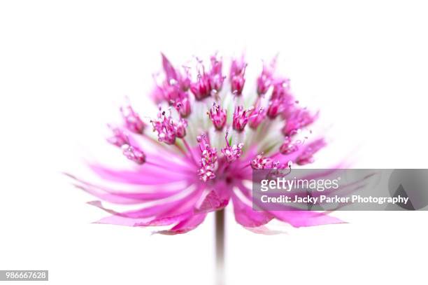 close-up image of summer flowering, dark pink astrantia flowers also known as masterwort or hattie's pincushion - iver stock pictures, royalty-free photos & images