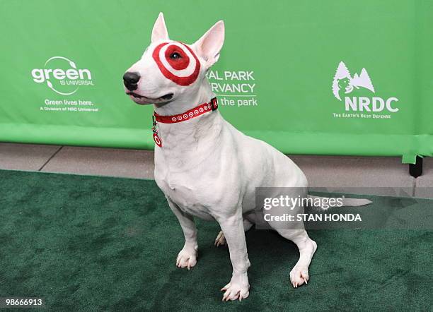 The Target dog "Bulls Eye" arrives at Christie's Green Auction: A Bid to Save the Earth April 22 in New York. Proceeds from the celebrity auction...