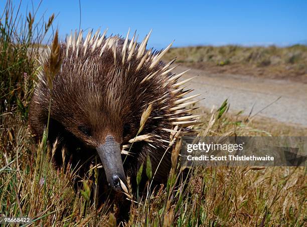 echidna in australia - spiny anteater stock pictures, royalty-free photos & images