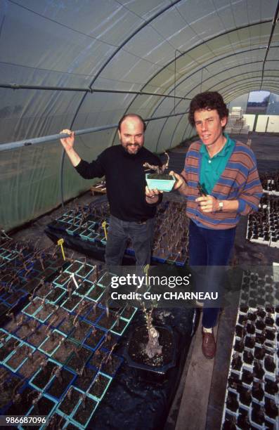 Les mini-vignes 'bonzaï' François Brun à Saint Emilion en avril 1990, France.