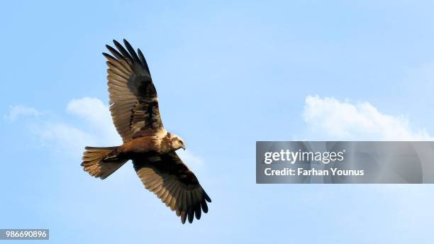 eurasian marsh harrier - marsh harrier stock pictures, royalty-free photos & images