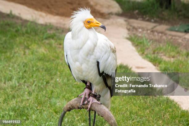 egyptian vulture in captivity - fernando trabanco fotografías e imágenes de stock