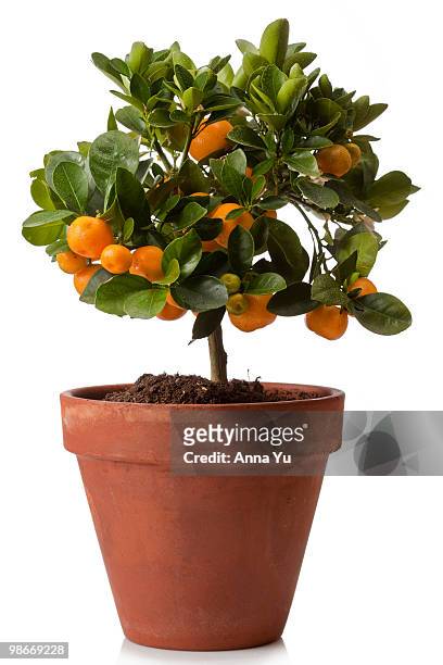 orange tree in clay pot - orange tree stock pictures, royalty-free photos & images