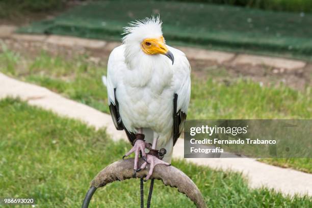 egyptian vulture in captivity - fernando trabanco fotografías e imágenes de stock