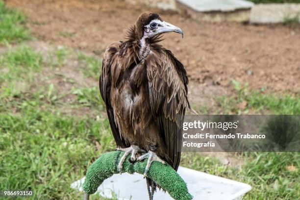 hooded vulture - fernando trabanco fotografías e imágenes de stock