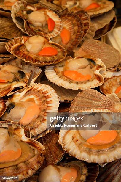 fresh scallops in shells on market stall, paris. - rue montorgueil stockfoto's en -beelden