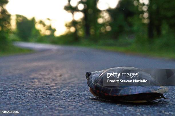 thrill seeker - painted turtle stock pictures, royalty-free photos & images