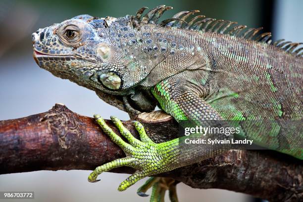 an iguana on a branch. - herpetology stock pictures, royalty-free photos & images