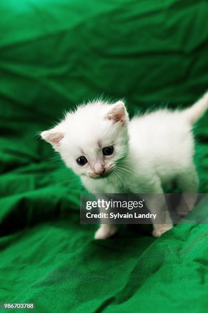 Chaton Da Chaton Photos and Premium High Res Pictures - Getty Images