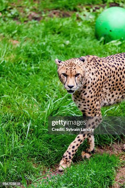guepard - guepard stock pictures, royalty-free photos & images