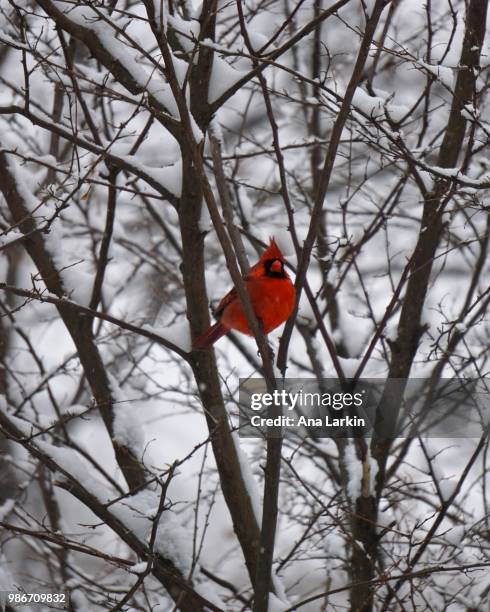 winter cardinal - ana silva stock pictures, royalty-free photos & images