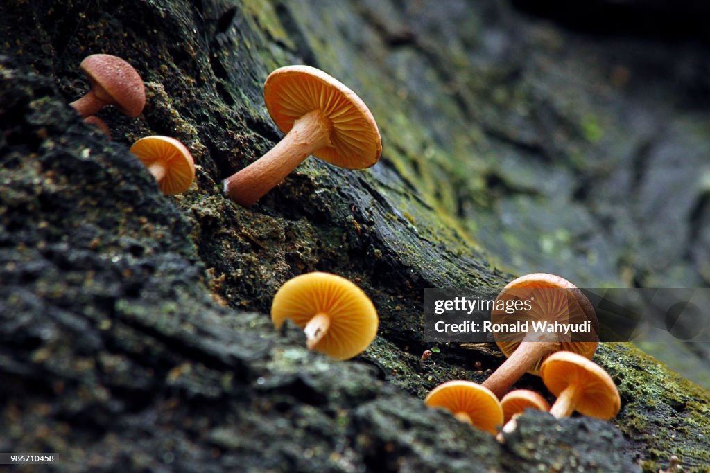 Mushrooms
