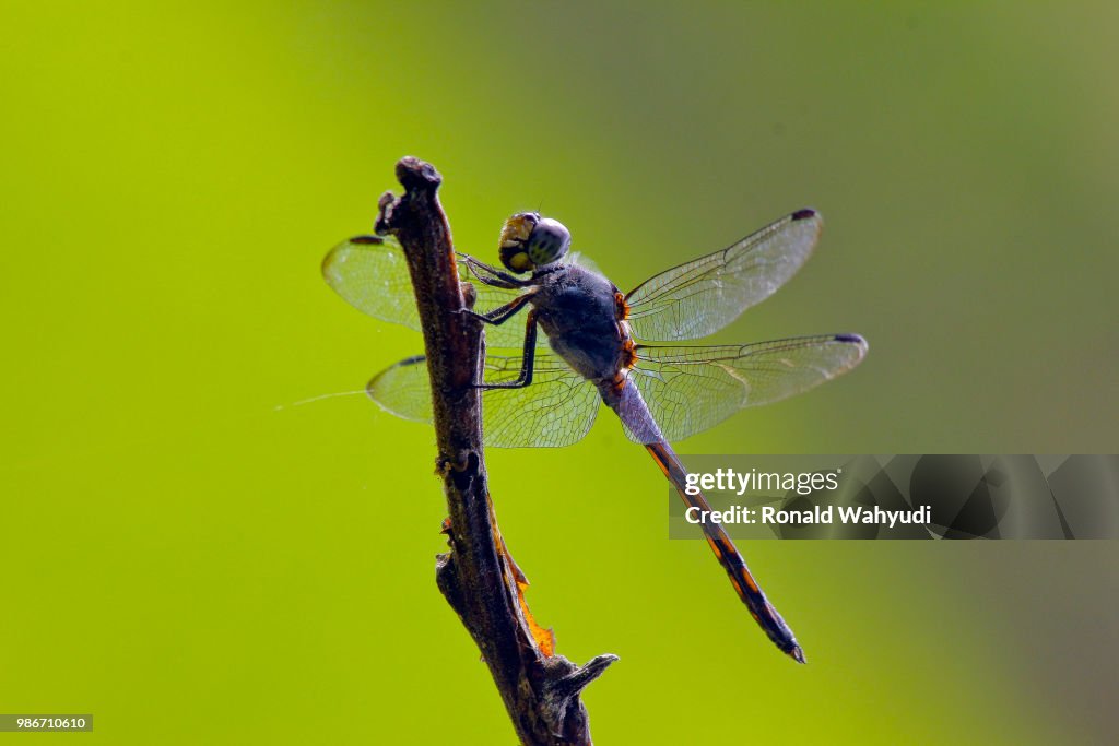 Dragonfly on backgreen