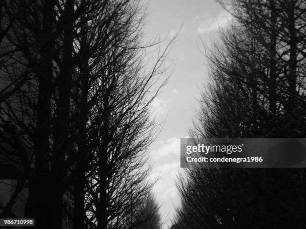 the avenue of university of tokyo at komaba - university of tokyo stock pictures, royalty-free photos & images