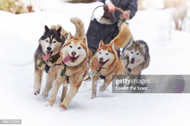 the race - dog sledding stock pictures, royalty-free photos & images