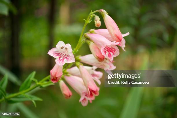 pink penstemon - penstemon stock pictures, royalty-free photos & images