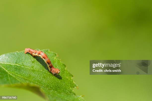 mottled umber (erannis defoliaria) - erannis defoliaria stock pictures, royalty-free photos & images