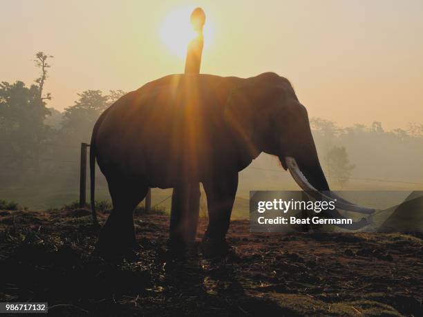 bathing in the sun - germann stock pictures, royalty-free photos & images