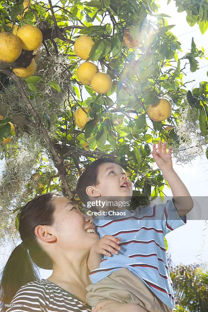 Mom and Son picking grapefruit