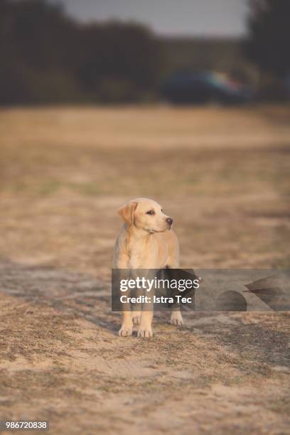 labrador puppy posing - tec stock pictures, royalty-free photos & images