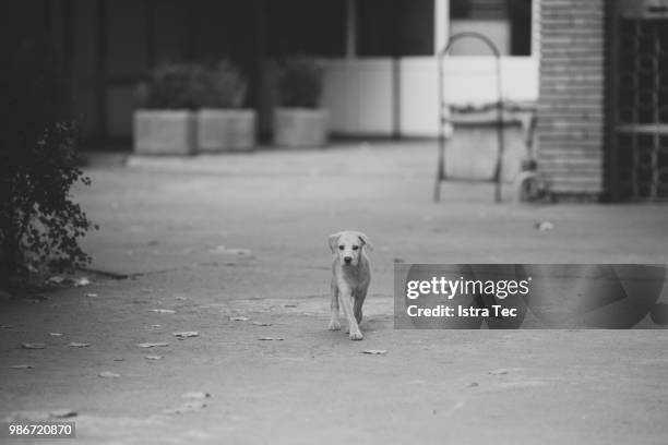 labrador puppy - tec stock pictures, royalty-free photos & images