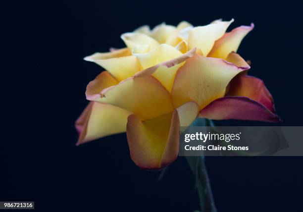 Ageing Roses Claire Rose Photos and Premium High Res Pictures - Getty Images