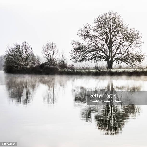 le loir en noir et blanc - arbre noir et blanc stock pictures, royalty-free photos & images