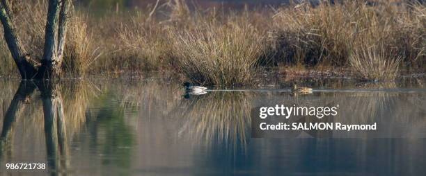 lac canards - canards stockfoto's en -beelden