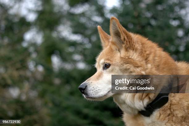 my old boy, logan - akita inu stock pictures, royalty-free photos & images