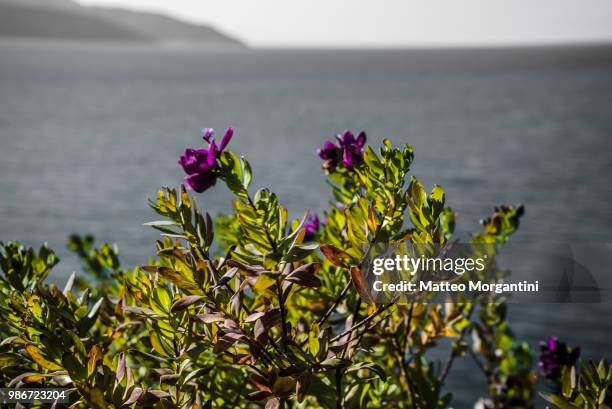 flowers - forno - tuscany - forno stock pictures, royalty-free photos & images