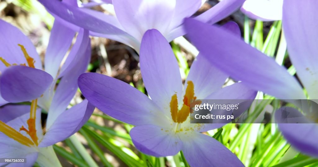 Spring in the Netherlands
