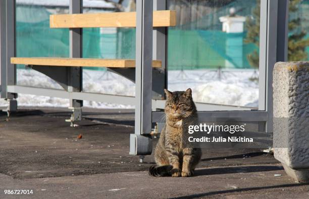 the cat at the bus stop - nikitina stock pictures, royalty-free photos & images