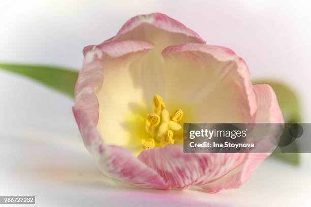 the flowers of little ina - inside of a p!nk tulip - p nk stockfoto's en -beelden