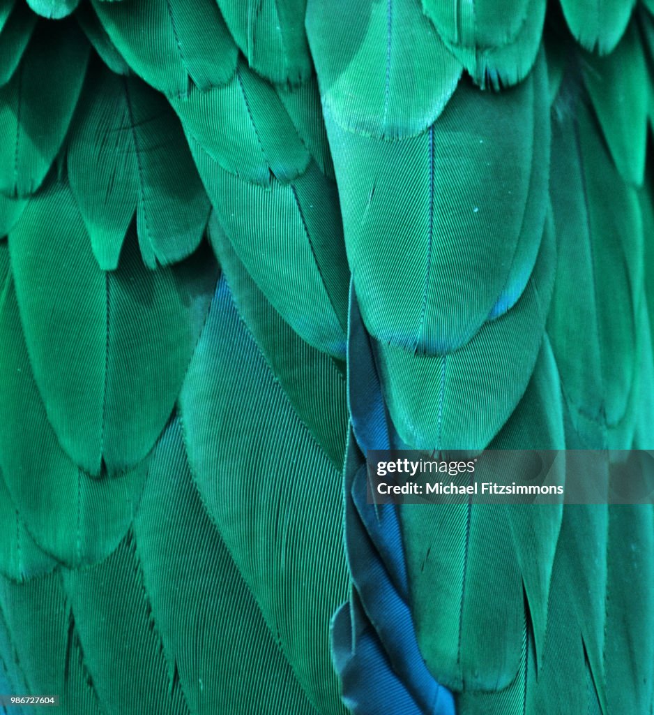 Blue Feathers
